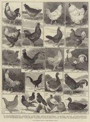 The Poultry Show at the Crystal Palace
